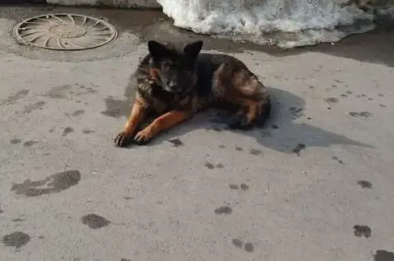 Найдена собака, Саратов, фото: Найден собака, улица Вавилова, 51/57, Саратов - коричневый ошейник, вялый пёс