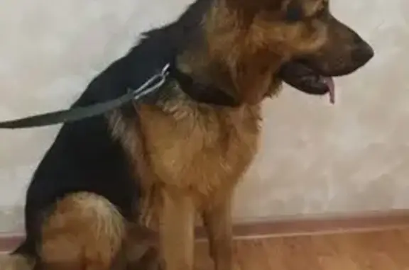 Найдена собака, Заволжское, фото: Найден собака, 1-й Сиреневый проезд, 10, Заволжское - молодой кобель немецкой овчарки