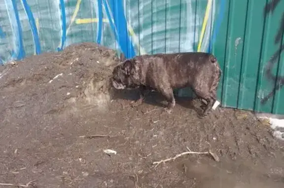 Объявления о пропавших и найденных животных, Иркутск, фото: Найден собака, улица Полины Осипенко, 1/1, Иркутск - французский бульдог без ошейника