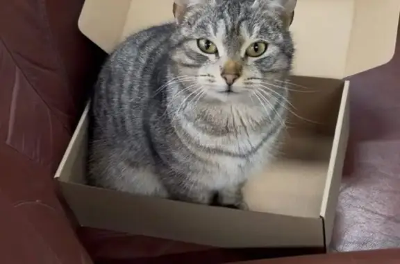 Найденные животные Романовское, фото: Найдена кошка, Романовское сельское поселение, Ленинградская область - полосатая серая, похожа на британку