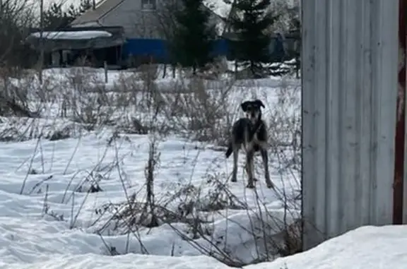 Найдена собака, Рассвет, фото: Найден собака, мужской, Рассвет, Тульская область - кобель, длиннолапый