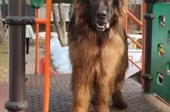 Найдена собака, Глебовский, фото: Найден собака, 44, Дуплёво, Глебовский - немецкая овчарка, умная и добрая