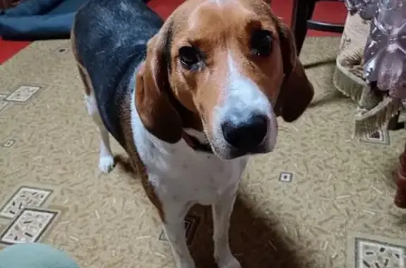 Пропал собака, Тюляевская улица, 4, Бачурино - бигль, кобель кастрирован - photo