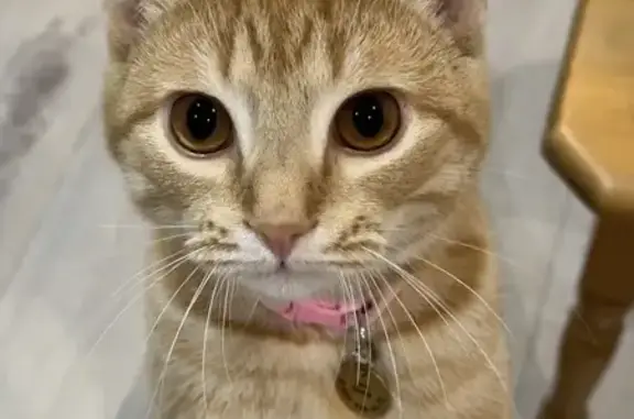 Пропал кот, улица Гермашева, Элиста - рыже-белый окрас с зелёным ошейником - photo