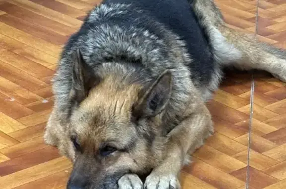 Найдена собака, Барнаул, фото: Найдена собака, улица Антона Петрова, Барнаул - немецкая овчарка, девочка в ошейнике