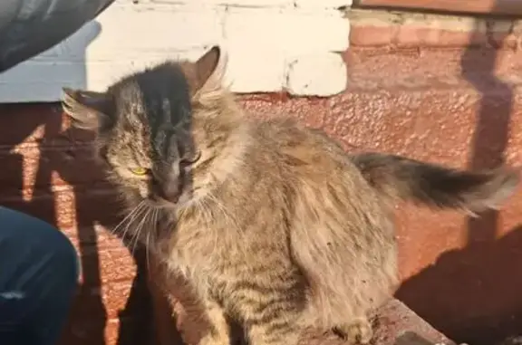 Найдена кошка, Москва, фото: Найдена кошка, улица Вучетича, 7, Москва - похожа на сибирскую породу