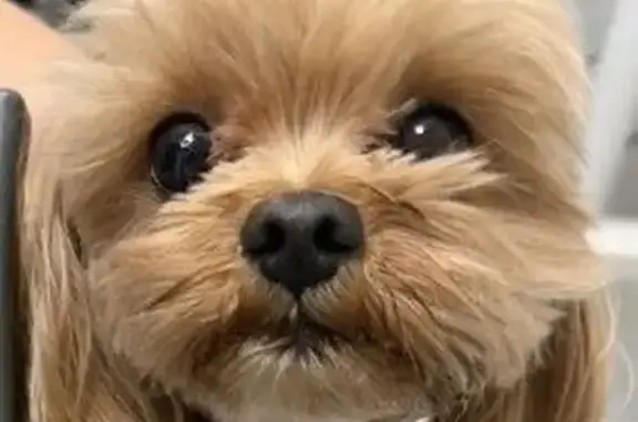 Найдена собака, Сколково, фото: Найден собака, Новая улица, 59, Сколково