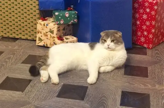 Объявления о пропавших и найденных животных, Заводоуковск, фото: Пропал кот, Подгорная улица, 1, Заводоуковск - белый с серыми пятнами