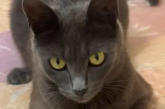 Пропала кошка, Беслан, Северная Осетия — Алания - серый окрас с рыжим оттенком - photo