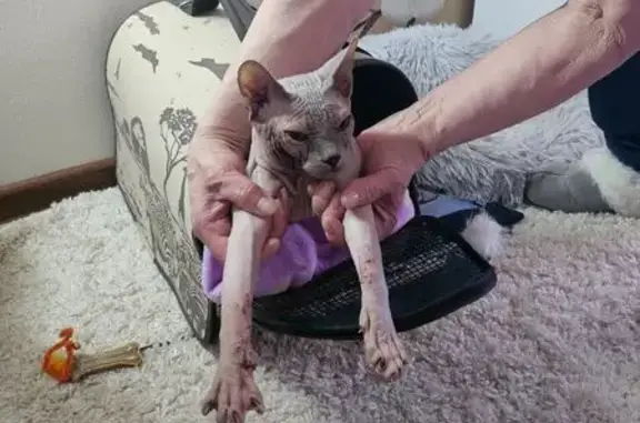 Найденные животные Москва, фото: Найден кот, Черневская улица, Москва - сфинкс покоцанный и грязный