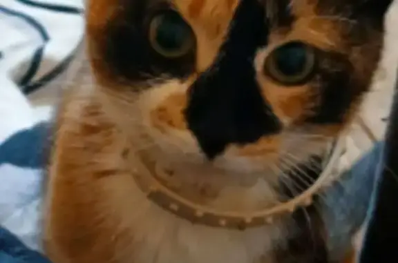 Пропала кошка, Кирпичный переулок, 4, Остров - кличка Ксюша, маленькая и шустрая - photo