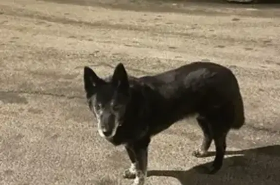 Пропала собака, улица Доблести, 35, Санкт-Петербург - черная с белыми лапками и кончиком хвостика - photo