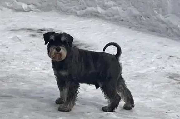 Найдена собака, Шерегеш, фото: Найден собака, Снежная улица, Шерегеш - ухоженный и стриженный