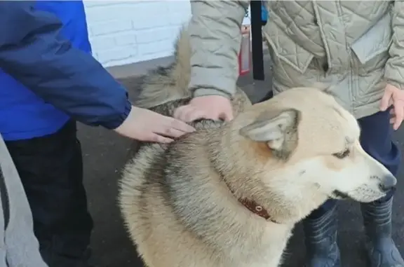 Найдена собака, Ижевск, фото: Найдена собака, Пушкинская улица, Ижевск - светлая с коричневым ошейником