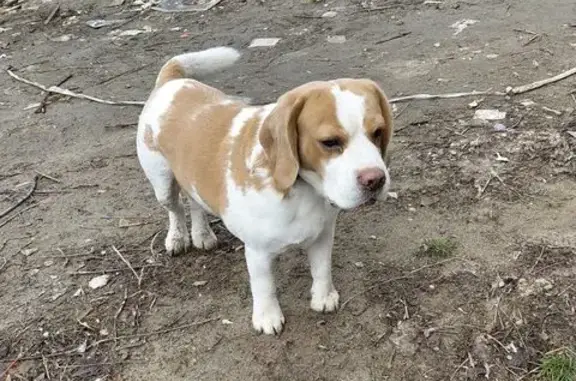 Пропал кот, улица Ольги Форш, 3, Волгоград - пушистый и добрый - photo