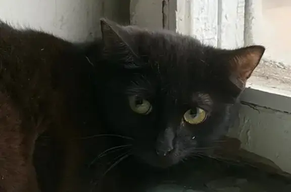 Объявления о пропавших и найденных животных, Обнинск, фото: Найдена кошка, проспект Маркса, Обнинск - напуган, не ест