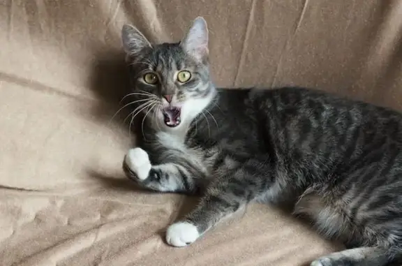 Пропал кот, Большая Садовая улица, Ростов-на-Дону - ошейник с писюнами - photo