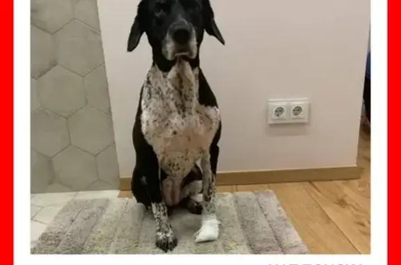 Пропала собака, Новобутовская улица, Москва - сука, дворняжка, 12 лет - photo