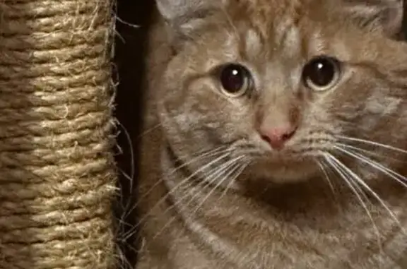 Пропал кот, Новощукинская улица, 10 к2, Москва - рыжий, худой, с длинным пушистым хвостом - photo