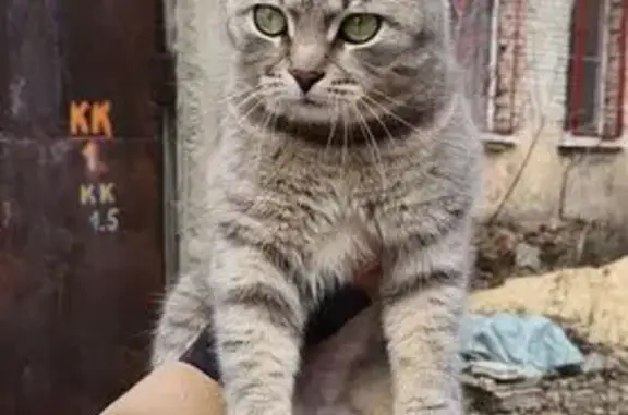 Найдена кошка, Волгоград, фото: Найдена кошка, улица Рокоссовского, Волгоград - упитанная и контактная