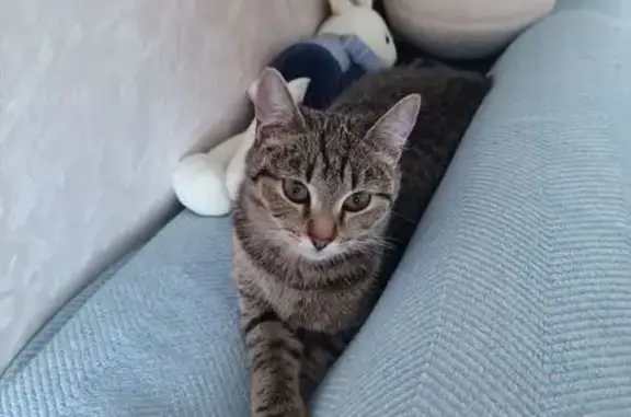 Пропала кошка, Садовая улица, 11, Курчатов - photo