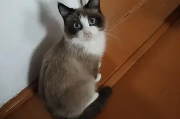 Пропал кот, Благовещенск, Башкортостан - photo