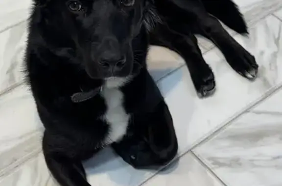 Пропала собака, улица Рифа Багаутдинова, 5Г, Нефтекамск - photo