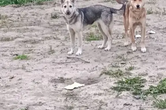 Пропала собака Девочка, Новокузнецк (rl1155444) - photo