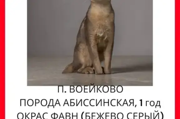 Пропал кот, Воейково, Ленинградская область - светло-серый с бежевинкой и золотистыми глазами - photo