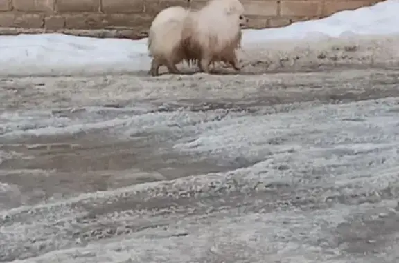 Найдена собака, Йошкар-Ола, фото: Найден собака, улица Прохорова, Йошкар-Ола