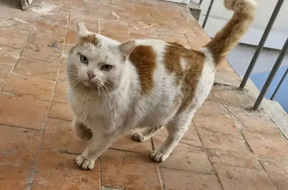 Объявления о пропавших и найденных животных, Пенза, фото: Найден кот, Перспективная улица, городской округ Пенза - ласковый мальчик с голубыми глазками