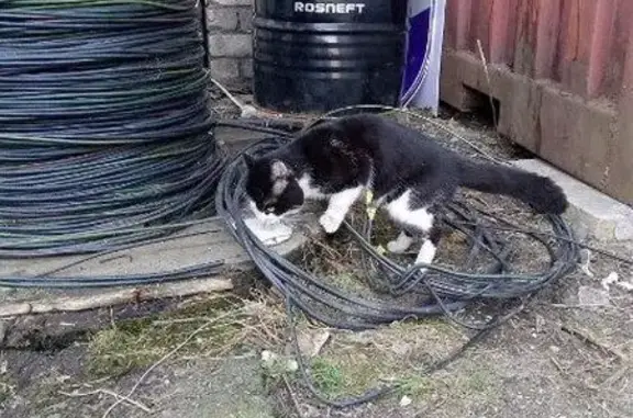 Найдена кошка, Петрозаводск, фото: Найдена кошка, Вытегорское шоссе, 66Б, Петрозаводск - домашняя и ласковая