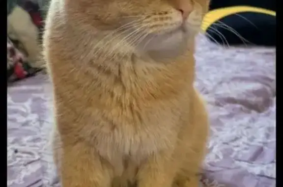 Найден кот, Санкт-Петербург - ласковый - photo