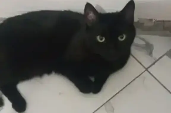 Пропал кот, Октябрьская улица, Синявское - черный, фиолетовый ошейник - photo