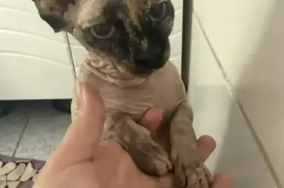 Найдена кошка, Липецк, фото: Найдена кошка, улица Крылова, городской округ Липецк - порода сфинкс