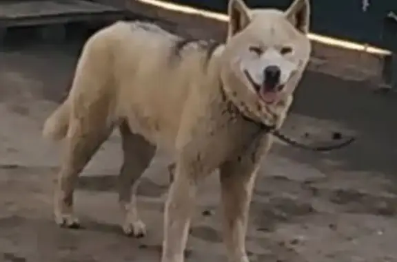 Пропал собака, мужской, Красноармейская улица, 120А, Чалтырь - крупная бежевая с голубыми глазами - photo