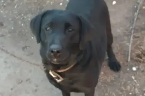 Пропала собака, улица Рахова, Чита - черный лабрадор, девочка - photo