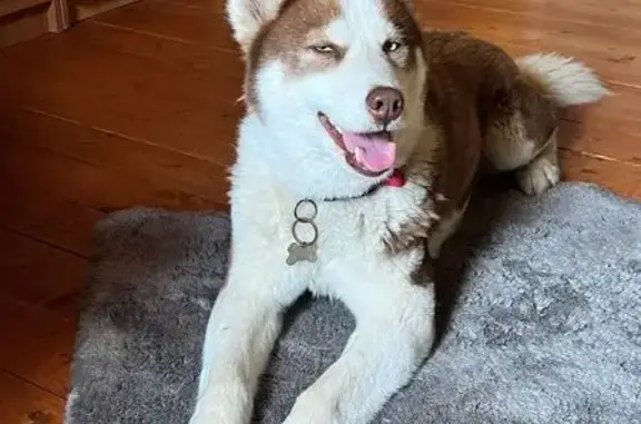 Найдена собака, Раменское, фото: Найдена собака, Молодёжная улица, 28, Раменское - бело-коричневый окрас, бирка Альма