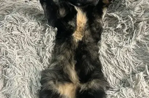 Пропала кошка, Большая Комитетская улица, 32, Королёв - особые приметы - photo