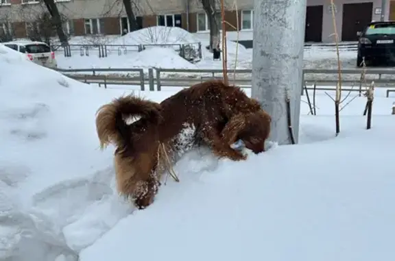 Найдена собака, Томск, фото: Пропала собака, улица Нахимова, 8 к13, Томск - видно, что домашняя