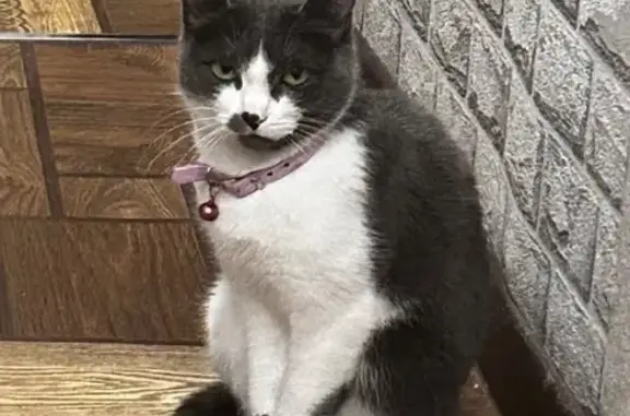 Пропала кошка, улица Энгельса, 35, Усолье-Сибирское - розовый ошейник, белая шерсть в виде сердечка - photo