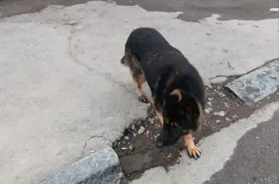 Найдена собака, Саратов, фото: Найден собака, мужской, Железнодорожная улица, Саратов