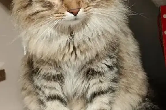 Пропал кот, Новая улица, 25, Никольское - пушистый камышового окраса - photo