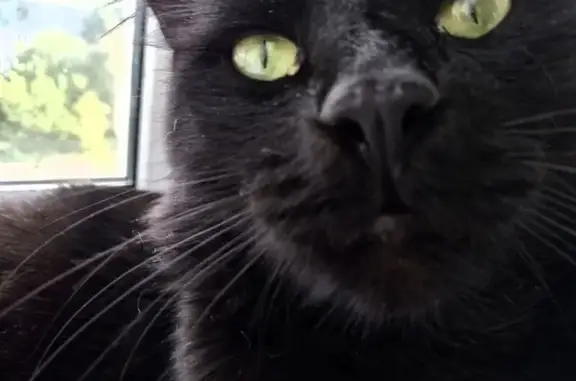 Пропал кот, Судоремонтная улица, Вологда - полностью чёрный, длинношёрстный - photo