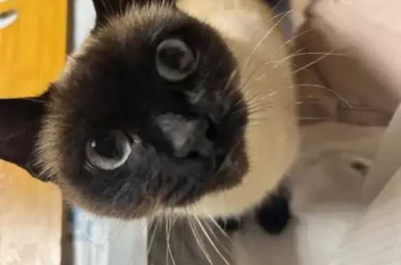 Пропала кошка, Ревкомовская улица, 3, Ростов-на-Дону - сиамская, хвостик купирован - photo