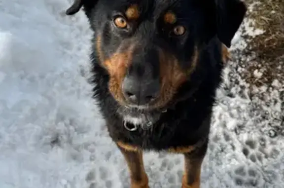 Объявления о пропавших и найденных животных, Пенза, фото: Найден собака, мужской, улица Рябова, городской округ Пенза - хромает на заднюю лапу