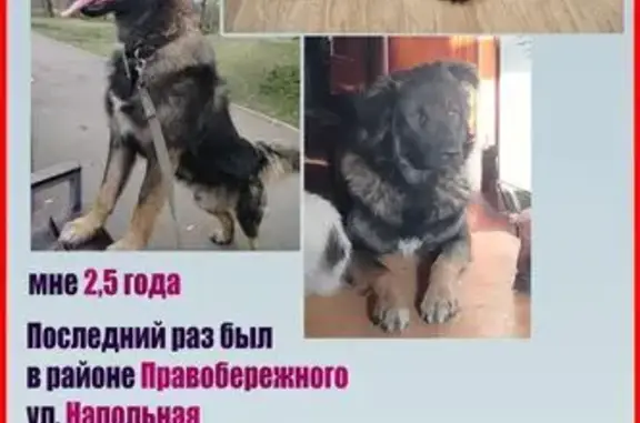 Пропал собака, Напольная улица, 54, Иркутск - помесь кавказской и немецкой овчарки - photo