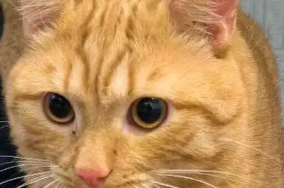 Объявления о пропавших и найденных животных, Новосибирск, фото: Найден кот, улица Станиславского, 19, Новосибирск - рыжий с янтарными глазами