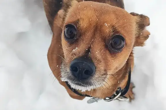 Пропал собака, мужской, улица Работниц, 3, Калуга - рыжий с подпалом - photo