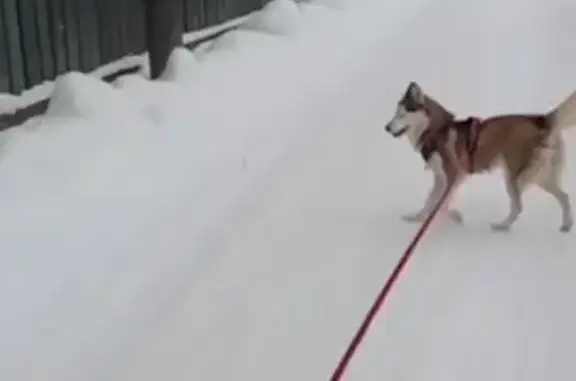 Собаки потеряшки, Малаховка, фото: Потеряшка собака, Южный тупик, 14, Малаховка - рыжая с белым окрасом